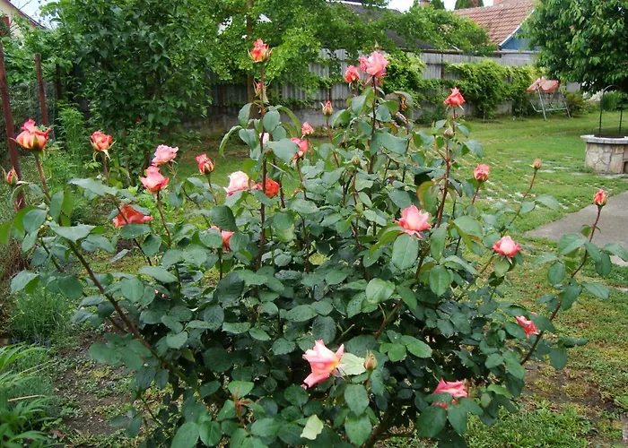 Eliza Apartman