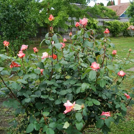 Eliza Apartman